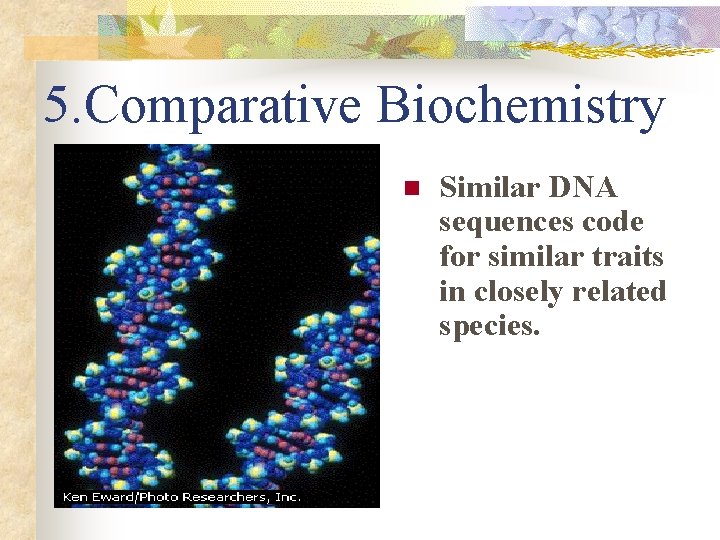 5. Comparative Biochemistry n Similar DNA sequences code for similar traits in closely related