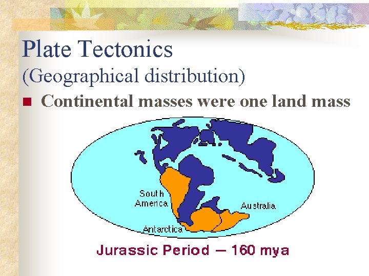 Plate Tectonics (Geographical distribution) n Continental masses were one land mass 