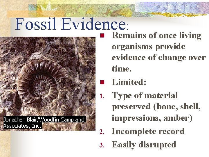 Fossil Evidence : n Remains of once living n 1. 2. 3. organisms provide