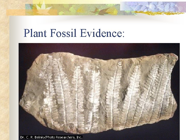 Plant Fossil Evidence: 