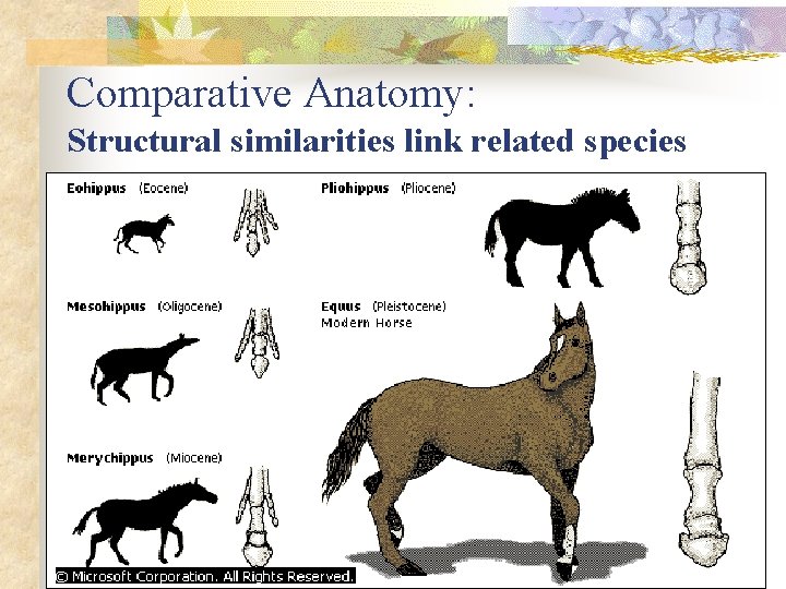 Comparative Anatomy: Structural similarities link related species 