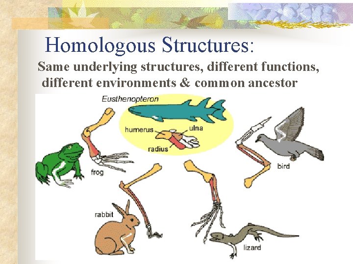 Homologous Structures: Same underlying structures, different functions, different environments & common ancestor 