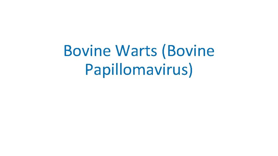 Bovine Warts (Bovine Papillomavirus) 