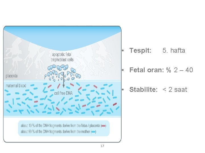  • Tespit: 5. hafta • Fetal oran: % 2 – 40 • Stabilite: