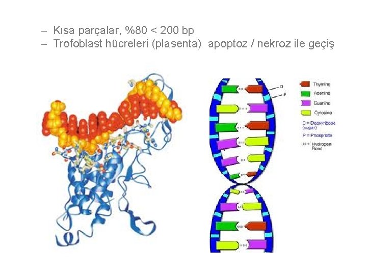 - Kısa parçalar, %80 < 200 bp - Trofoblast hücreleri (plasenta) apoptoz / nekroz