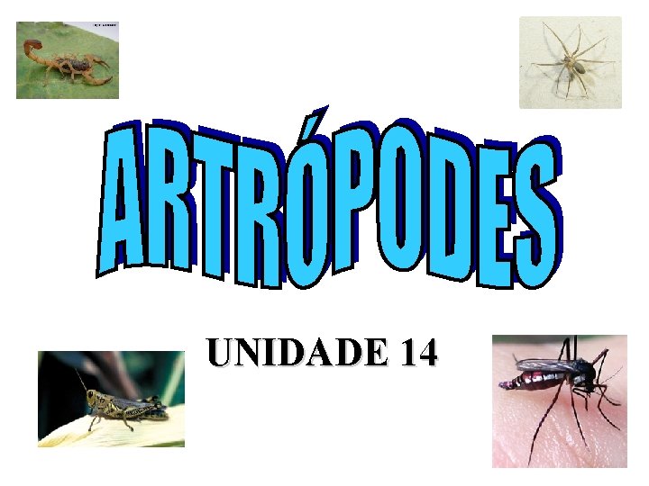 UNIDADE 14 