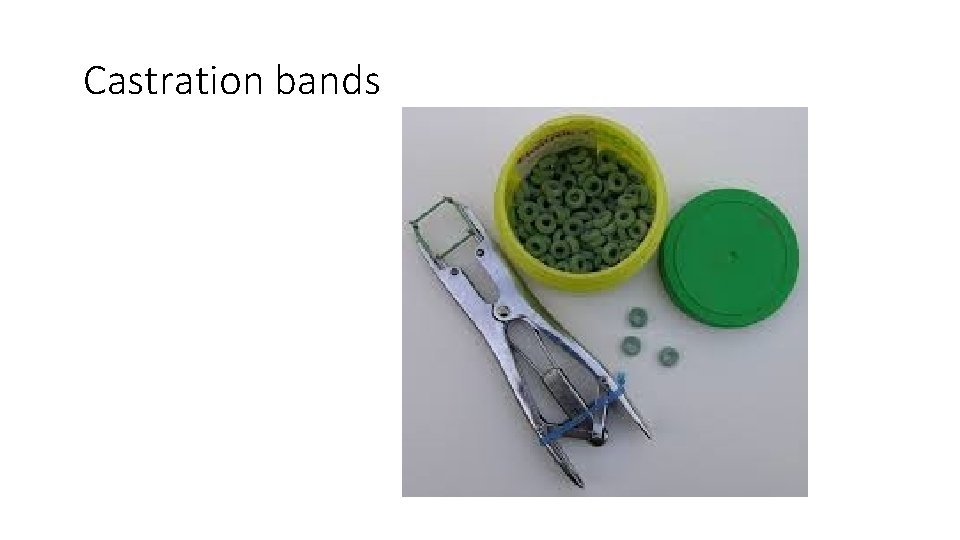 Castration bands 
