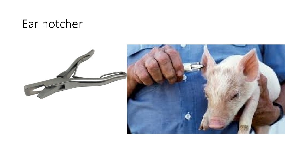 Ear notcher 