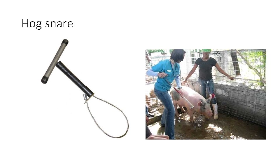 Hog snare 