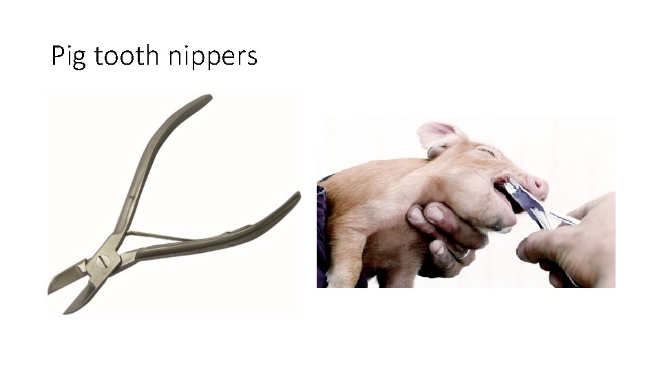 Pig tooth nippers 