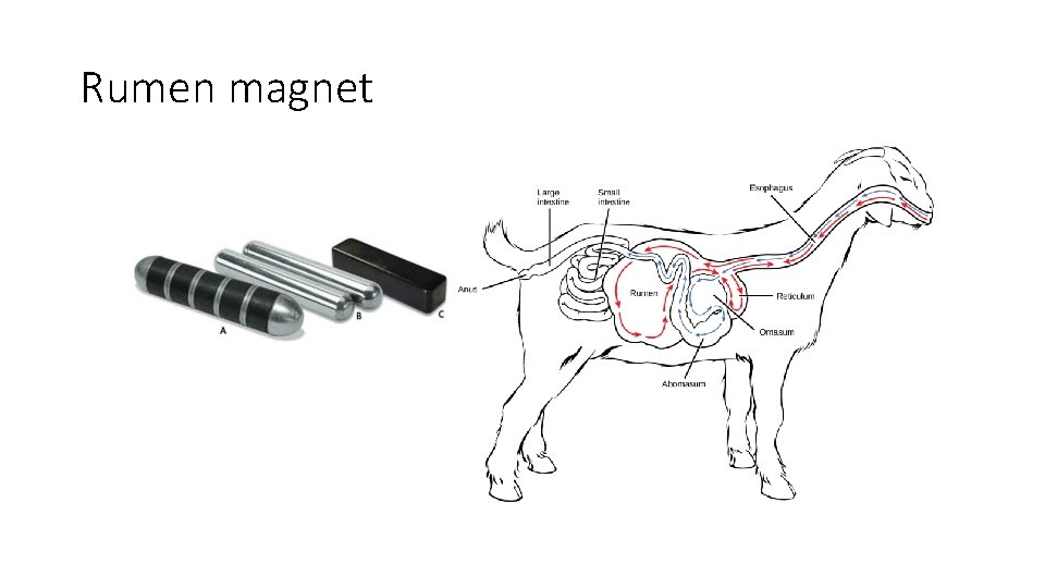 Rumen magnet 