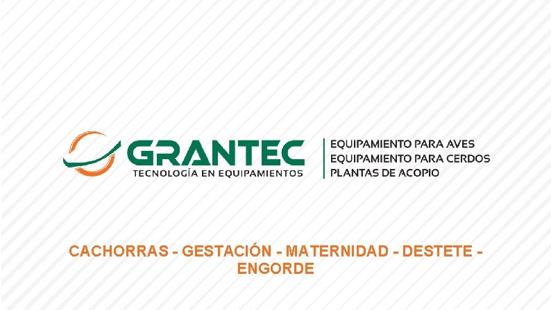 CACHORRAS - GESTACIÓN - MATERNIDAD - DESTETE ENGORDE 