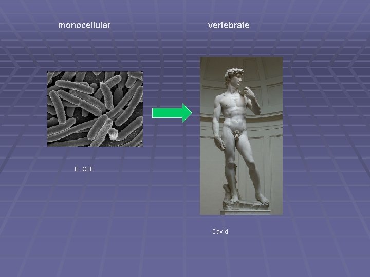 monocellular vertebrate E. Coli David monocellular vertebrate E. Coli David