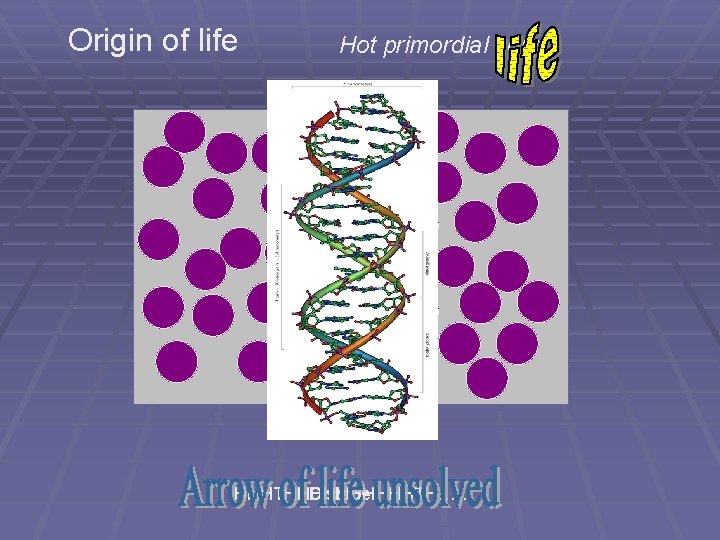 Origin of life Hot primordial soup HHHTHHHHHTH…… Order Disorder Origin of life Hot primordial soup HHHTHHHHHTH…… Order Disorder