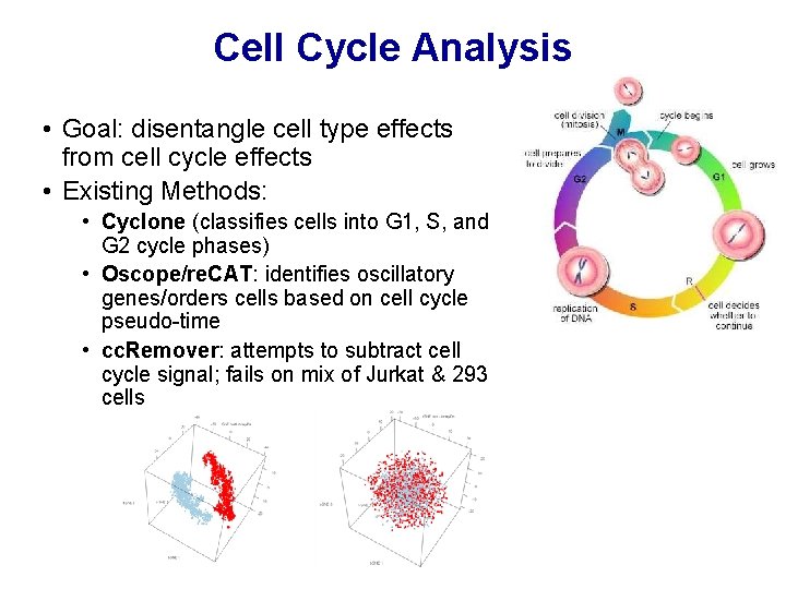 Cell Cycle Analysis • Goal: disentangle cell type effects from cell cycle effects • Cell Cycle Analysis • Goal: disentangle cell type effects from cell cycle effects •