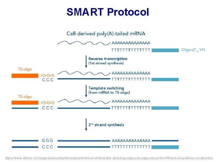 SMART Protocol https: //www. idtdna. com/pages/education/decoded/article/use-of-template-switching-oligos-(ts-oligos-tsos)-for-efficient-cdna-library-construction SMART Protocol https: //www. idtdna. com/pages/education/decoded/article/use-of-template-switching-oligos-(ts-oligos-tsos)-for-efficient-cdna-library-construction