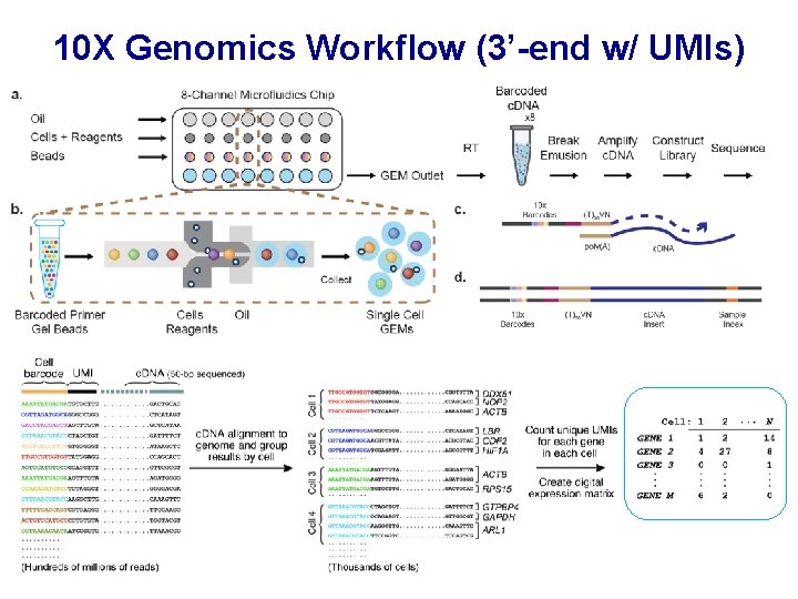 10 X Genomics Workflow (3’-end w/ UMIs) 10 X Genomics Workflow (3’-end w/ UMIs)