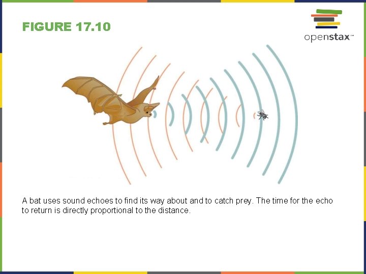 FIGURE 17. 10 A bat uses sound echoes to find its way about and