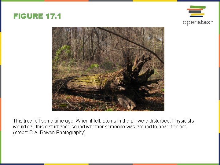 FIGURE 17. 1 This tree fell some time ago. When it fell, atoms in