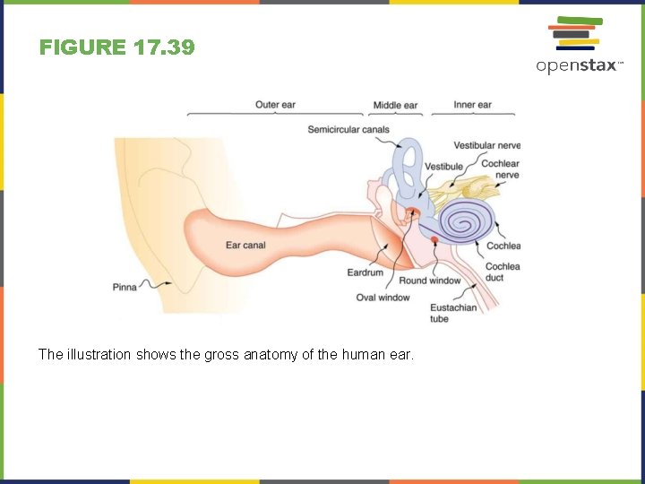 FIGURE 17. 39 The illustration shows the gross anatomy of the human ear. 