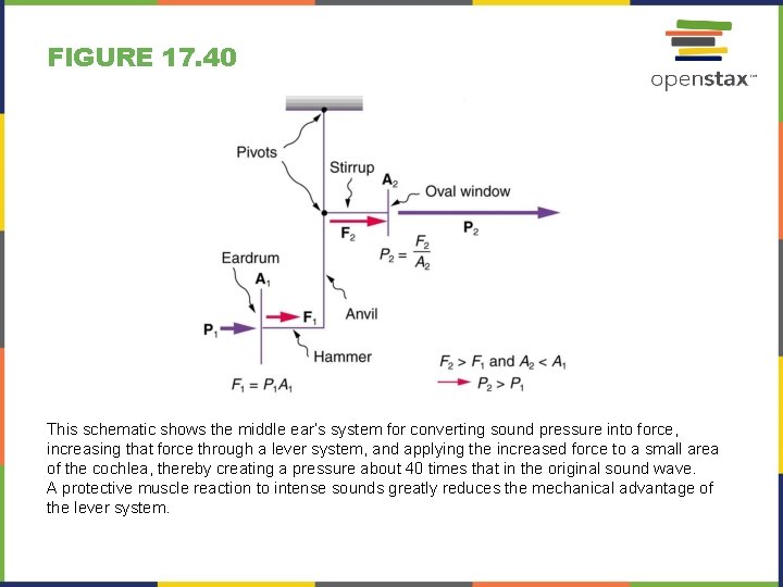 FIGURE 17. 40 This schematic shows the middle ear’s system for converting sound pressure