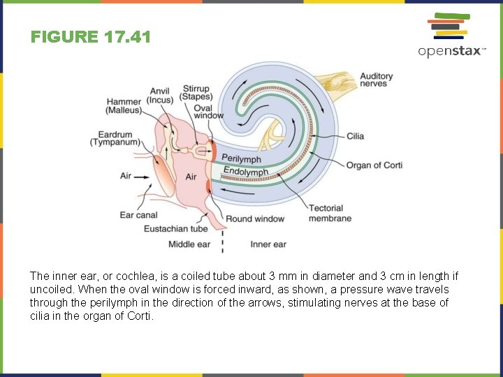 FIGURE 17. 41 The inner ear, or cochlea, is a coiled tube about 3