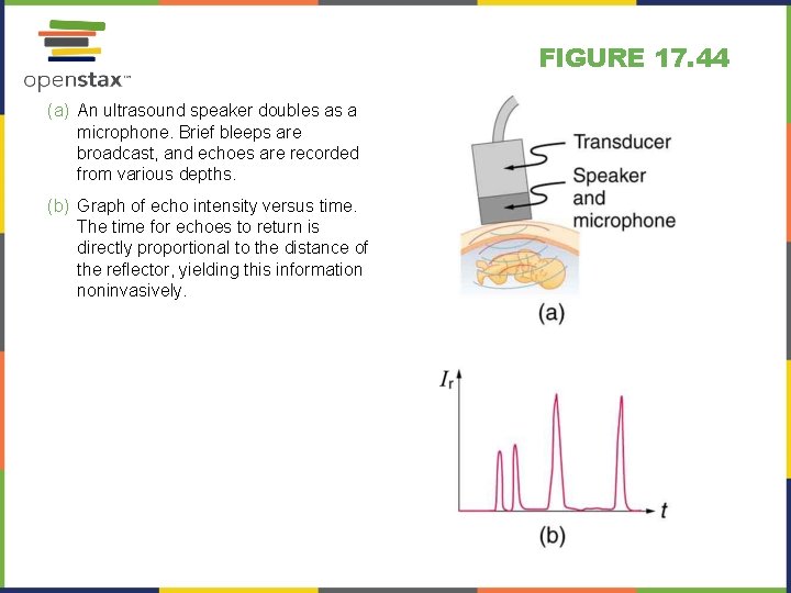 FIGURE 17. 44 (a) An ultrasound speaker doubles as a microphone. Brief bleeps are FIGURE 17. 44 (a) An ultrasound speaker doubles as a microphone. Brief bleeps are