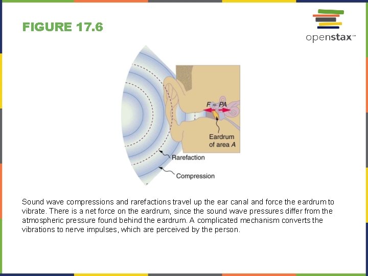 FIGURE 17. 6 Sound wave compressions and rarefactions travel up the ear canal and