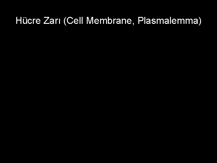 Hücre Zarı (Cell Membrane, Plasmalemma) 