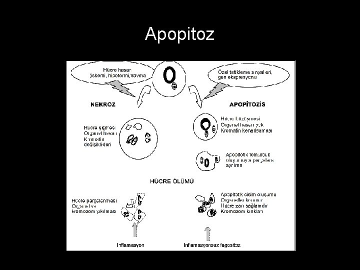 Apopitoz 