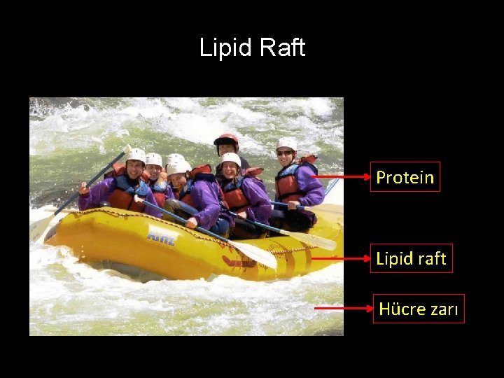 Lipid Raft Protein Lipid raft Hücre zarı 