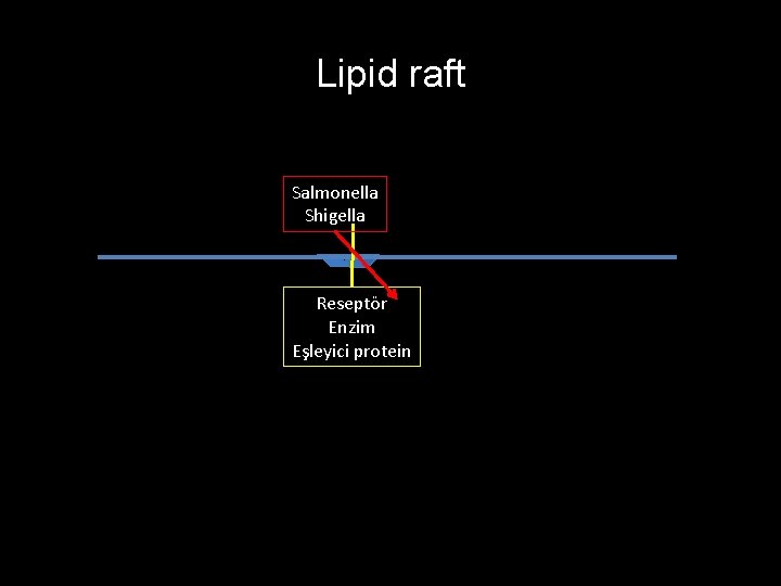 Lipid raft Salmonella Shigella Reseptör Enzim Eşleyici protein 