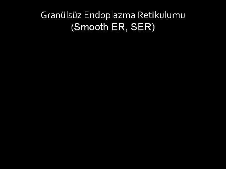 Granülsüz Endoplazma Retikulumu (Smooth ER, SER) 