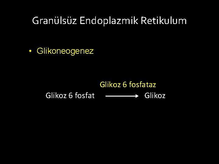 Granülsüz Endoplazmik Retikulum • Glikoneogenez Glikoz 6 fosfataz Glikoz 6 fosfat Glikoz 