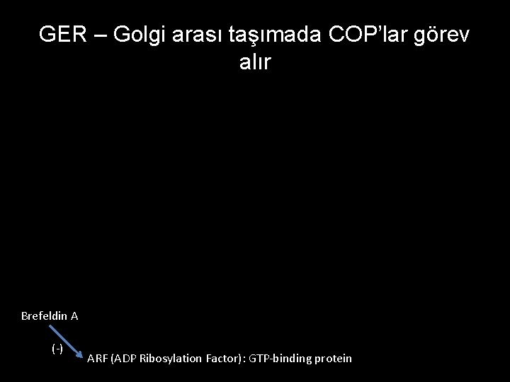 GER – Golgi arası taşımada COP’lar görev alır Brefeldin A (-) ARF (ADP Ribosylation