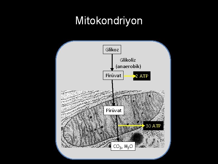 Mitokondriyon Glikoz Glikoliz (anaerobik) Pirüvat 2 ATP Pirüvat 30 ATP CO 2, H 2