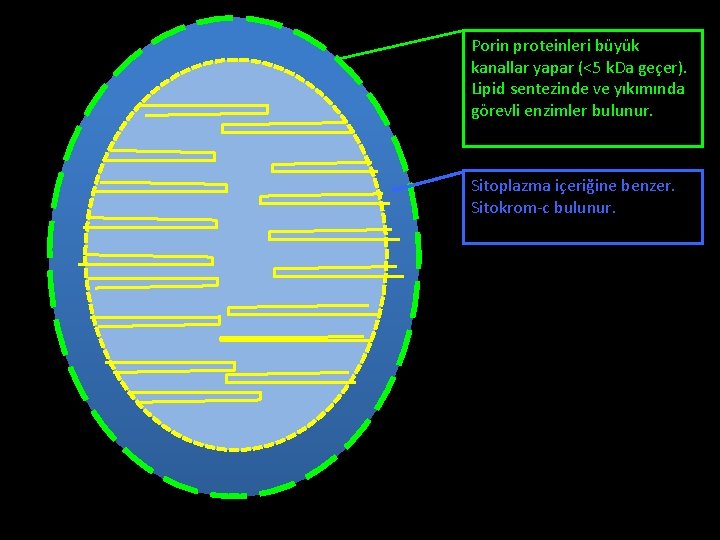 Porin proteinleri büyük kanallar yapar (<5 k. Da geçer). Lipid sentezinde ve yıkımında görevli