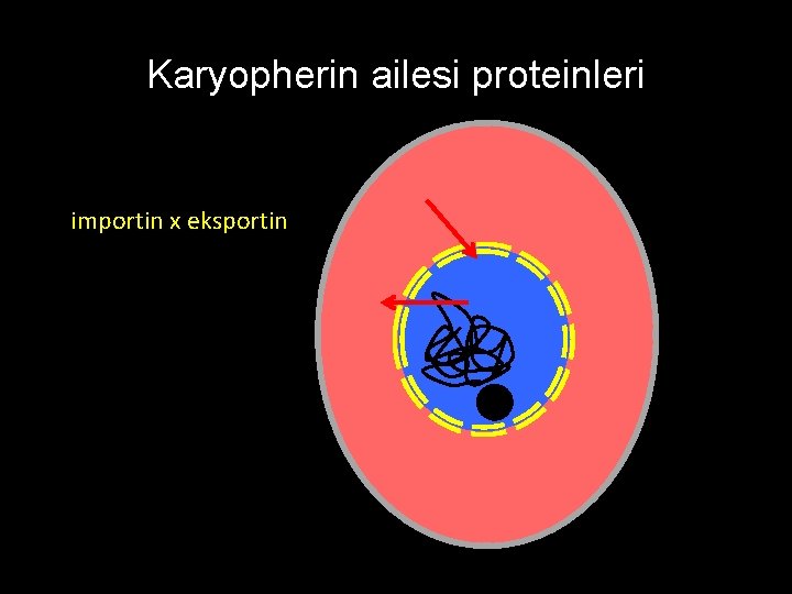 Karyopherin ailesi proteinleri importin x eksportin 