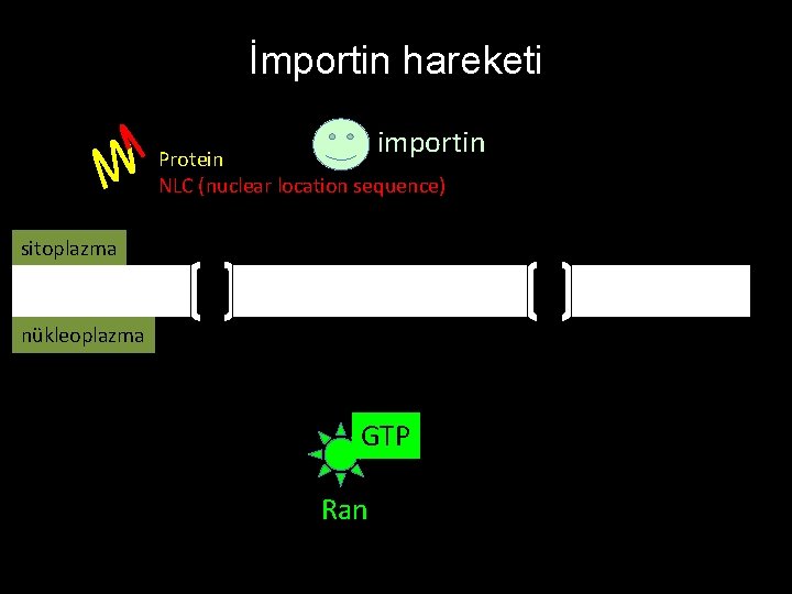 İmportin hareketi importin Protein NLC (nuclear location sequence) sitoplazma nükleoplazma GTP Ran 