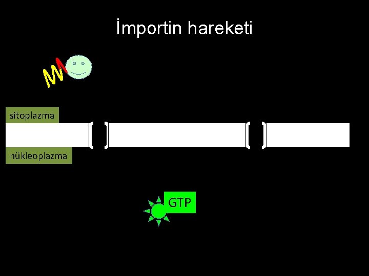 İmportin hareketi sitoplazma nükleoplazma GTP 