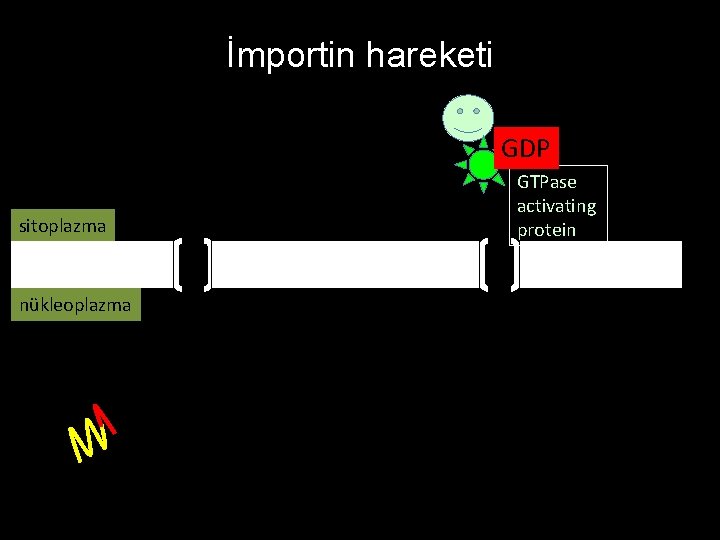 İmportin hareketi GTP GDP sitoplazma nükleoplazma GTPase activating protein 
