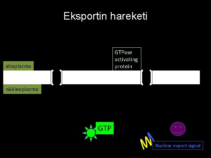 Eksportin hareketi GTPase activating protein sitoplazma nükleoplazma GTP Nuclear export signal 