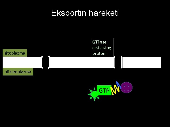 Eksportin hareketi sitoplazma GTPase activating protein nükleoplazma GTP 