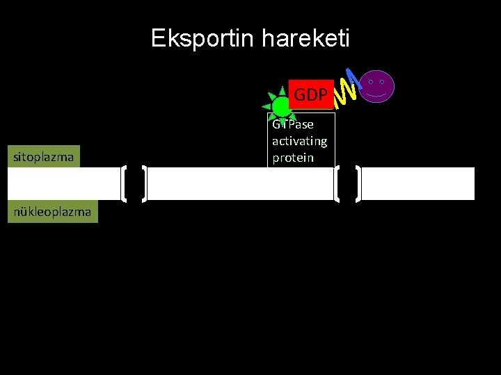 Eksportin hareketi GDP GTP sitoplazma nükleoplazma GTPase activating protein 