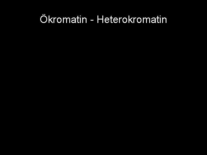 Ökromatin - Heterokromatin 