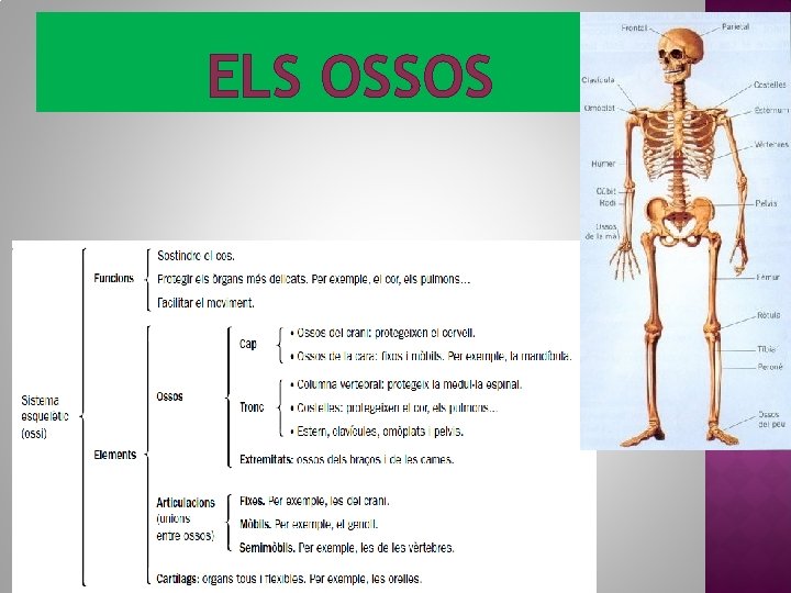 ELS OSSOS 