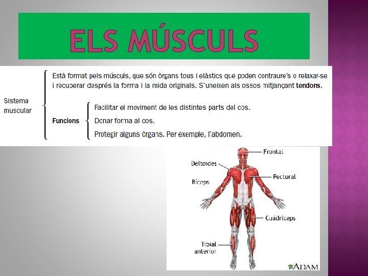 ELS MÚSCULS 