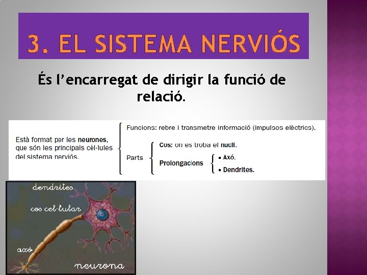 3. EL SISTEMA NERVIÓS És l’encarregat de dirigir la funció de relació. 