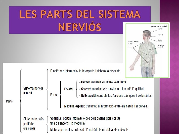 LES PARTS DEL SISTEMA NERVIÓS 