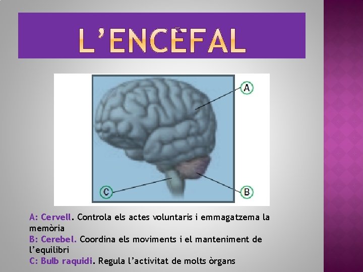 A: Cervell. Controla els actes voluntaris i emmagatzema la memòria B: Cerebel. Coordina els